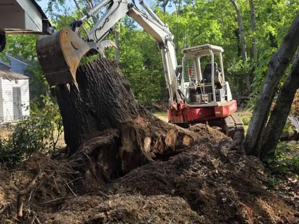 Complete Stump & Root Removal